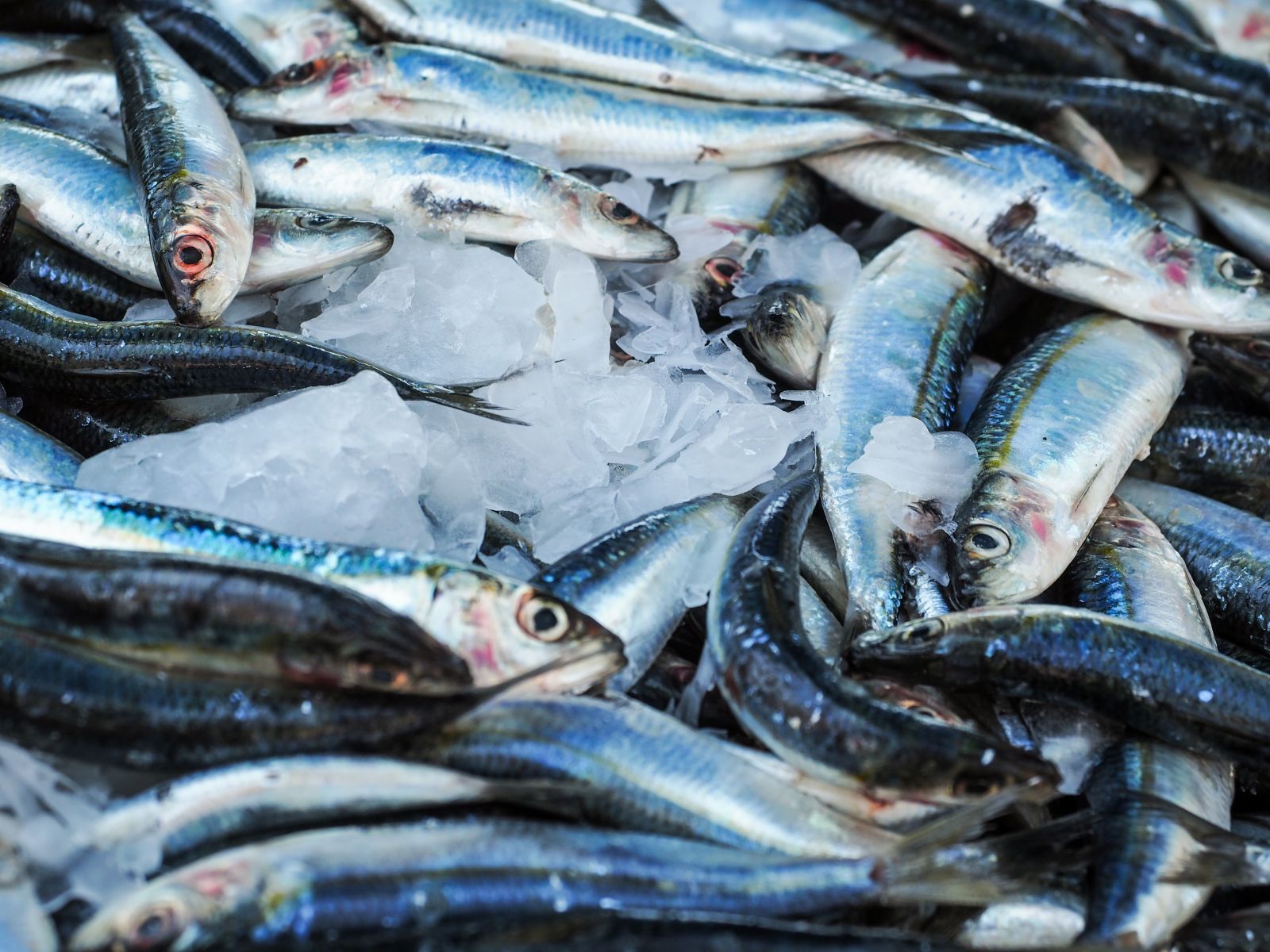 Pêche : limiter les captures accidentelles des mammifères marins