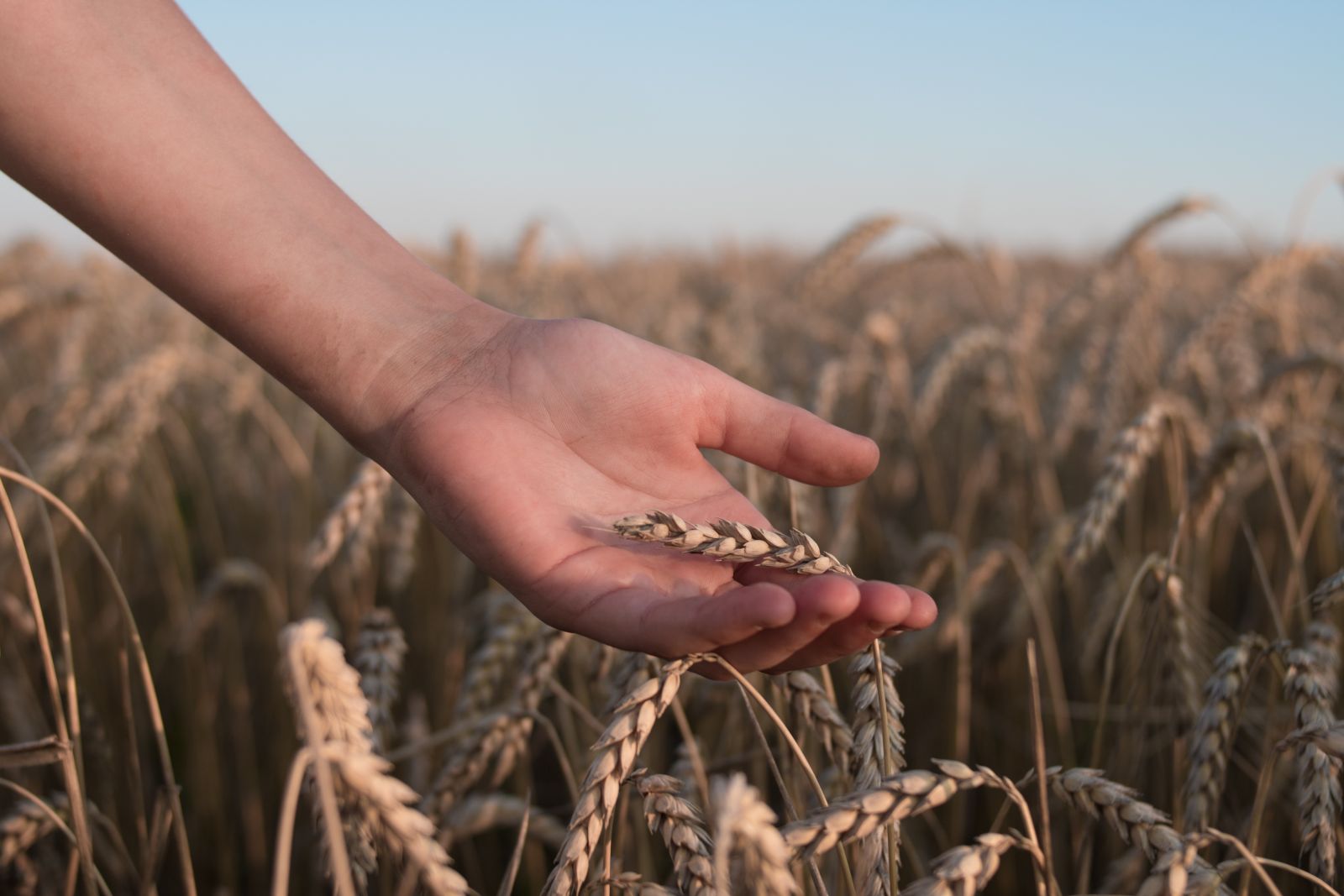 Conflit Russie-Ukraine : le prix du blé s’envole  